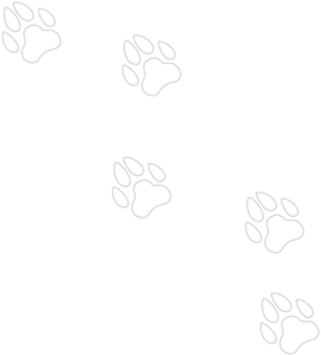 Petsforever Paws - Drawing (400x400), Png Download