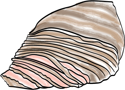 Brisket - Shell (500x375), Png Download