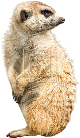 Parent Category - Animal Cut Out Png (450x450), Png Download