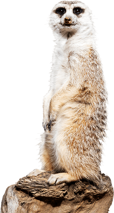 Meerkat Side Image - Meet The Meerkats Canberra Zoo (515x739), Png Download