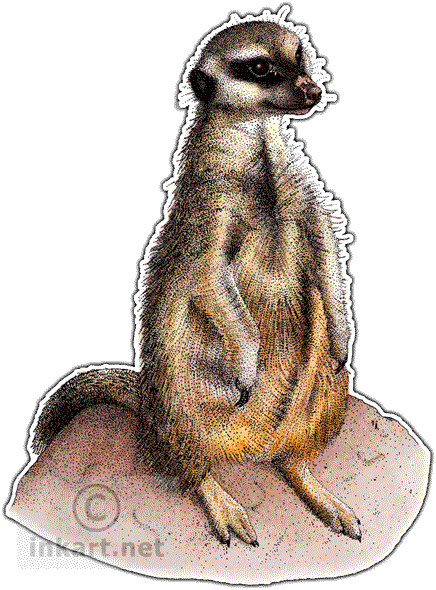 Meerkat Decal - Drawing (436x590), Png Download
