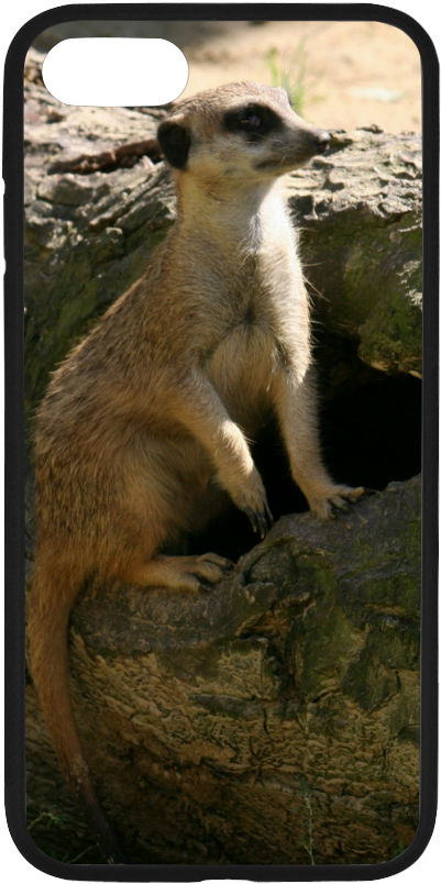 Meerkat (1000x1000), Png Download