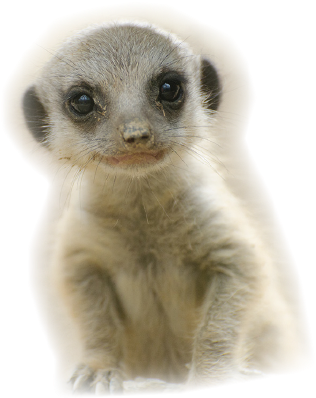 Baby Meerkat, Very Cute, Asking "are You A Meerkat" - Infant (401x424), Png Download