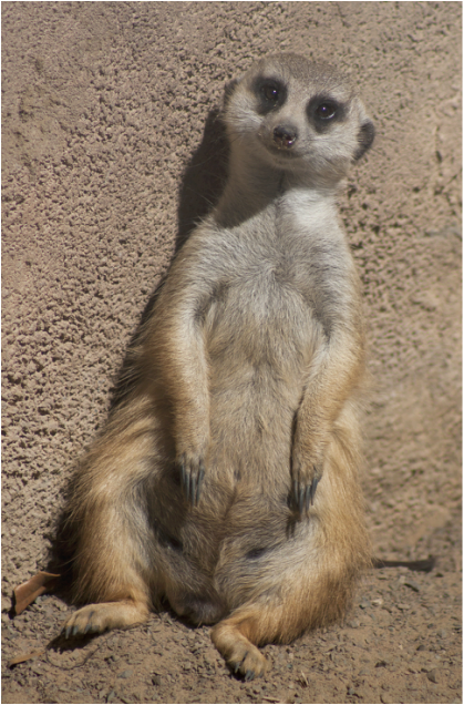 Meerkats Should Live In Captivity Because We Don't - Meerkat (419x636), Png Download