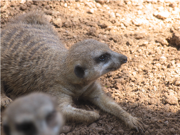 Houston Zoo Meerkat - Meerkat (600x600), Png Download