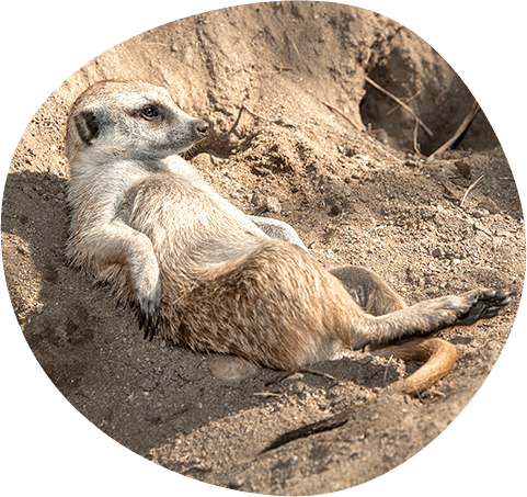 Meerkats - Meerkat Relaxing (481x453), Png Download