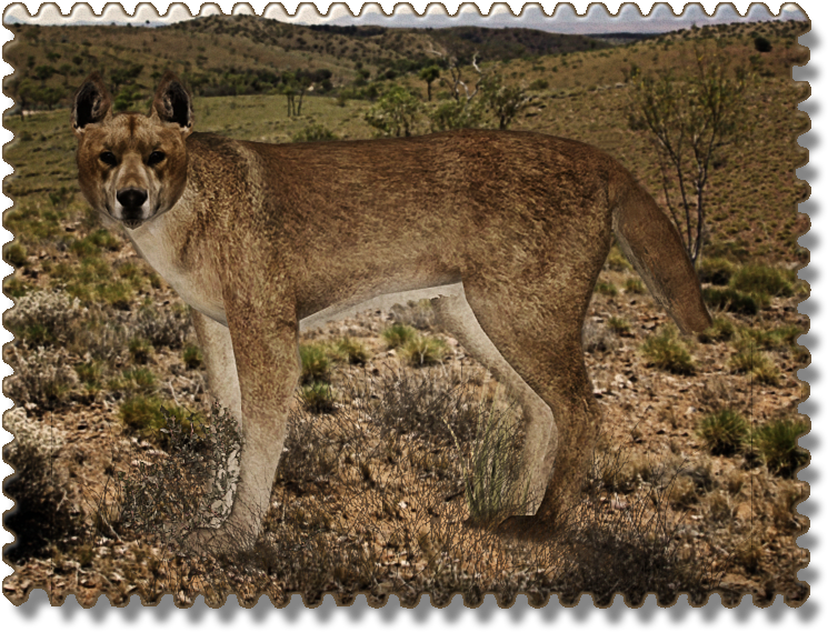 Dingo Zerosvalmont - Dog (759x582), Png Download