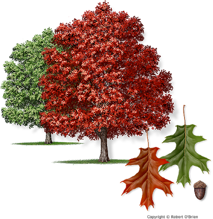 Red Oak Tree - Acer Tataricum Ginnala Flame (450x450), Png Download