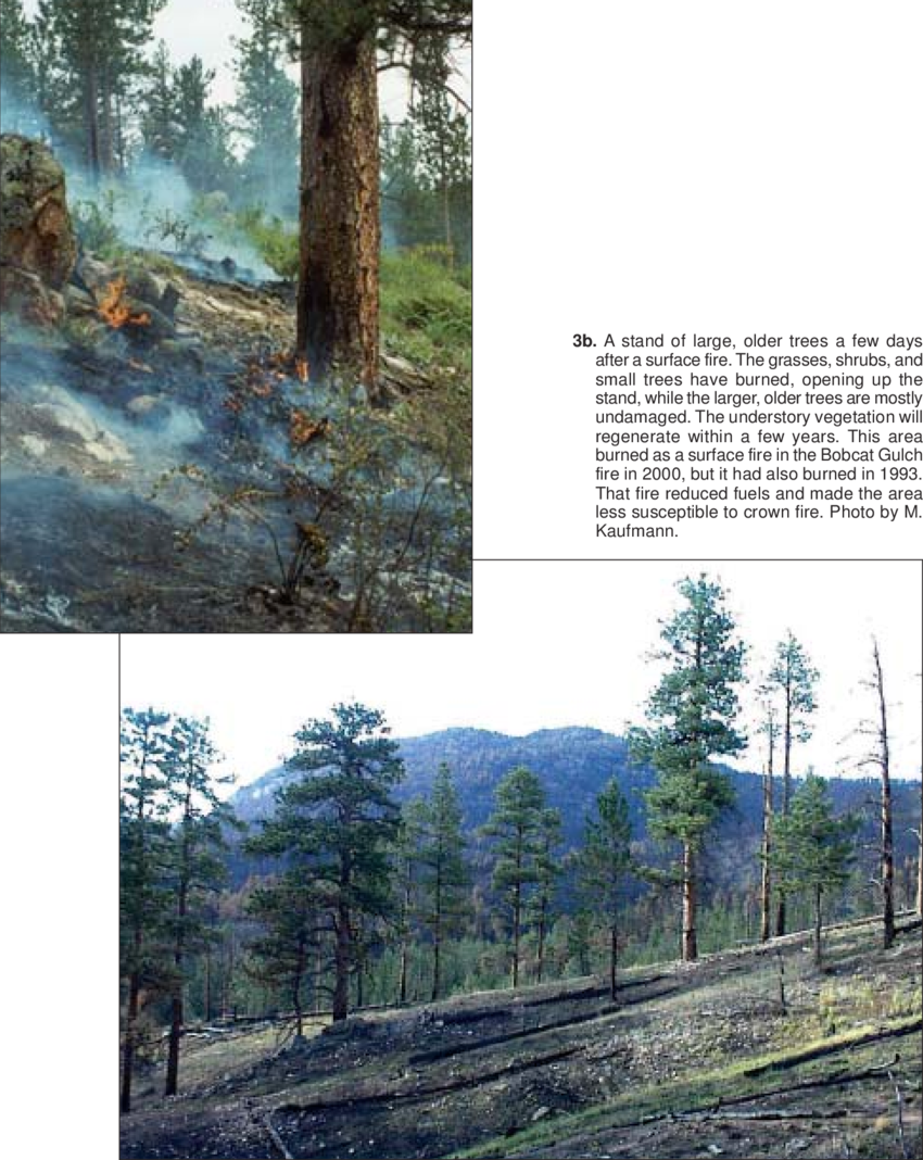 A Surface Fire In A Ponderosa Pine Stand Burns The - Tree (850x1068), Png Download