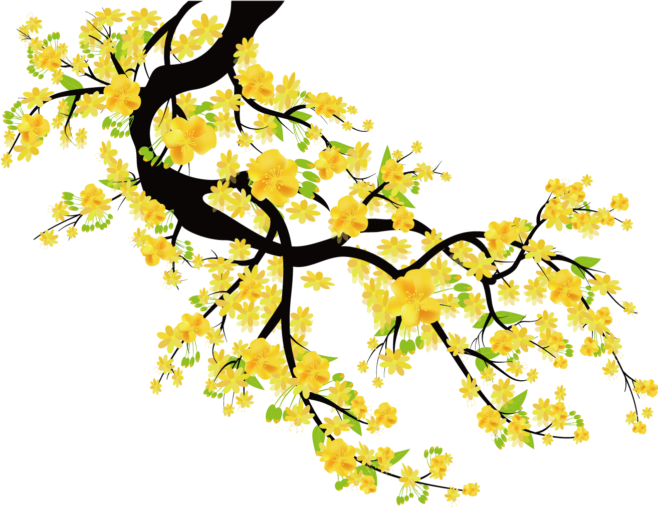 Yellow Cherry Blossom Png (1500x1500), Png Download