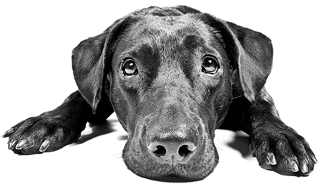 Black Lab Lying Down Looking Up Copy - Sorry You Re Feeling Poorly (459x281), Png Download