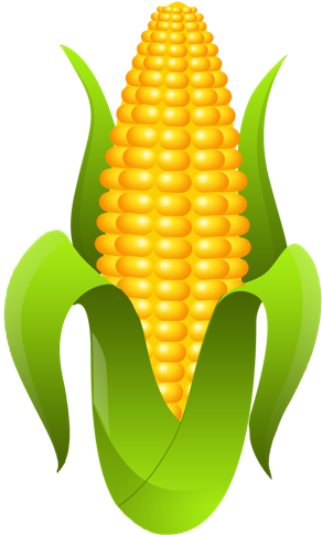 Trazemos A Imagem Da Espiga, Que Esconde Uma Grande - Espiga De Milho Png (489x489), Png Download