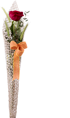 Rosa De Sant Jordi (480x480), Png Download