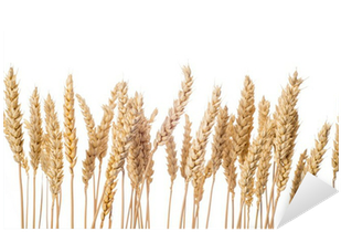 Espigas De Cereal De Trigo Aisladas Sobre Fondo Blanco - Trigo Imagen Sin Fondo (400x400), Png Download