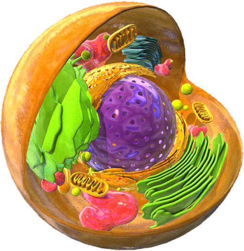 Eukaryotic Cell - Eukaryotic Cell Png (503x518), Png Download