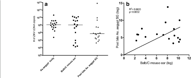 Zikv Detection By Qpcr In Single Infected Aegypti Aegypti - Common Fig (850x298), Png Download