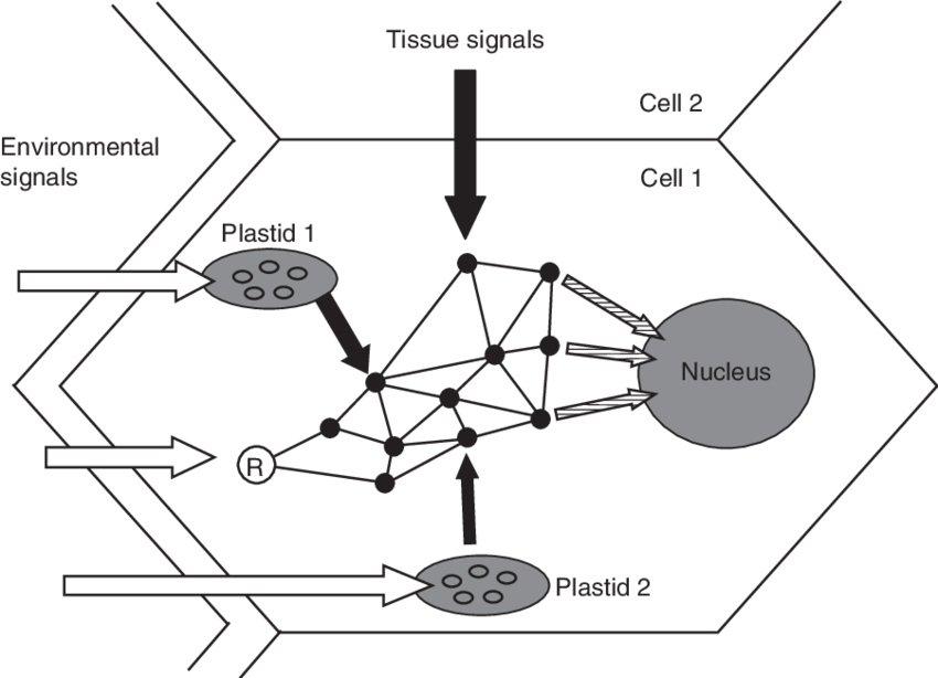 Model Of Integration Of Various Signals In A Plant - Cell (850x614), Png Download