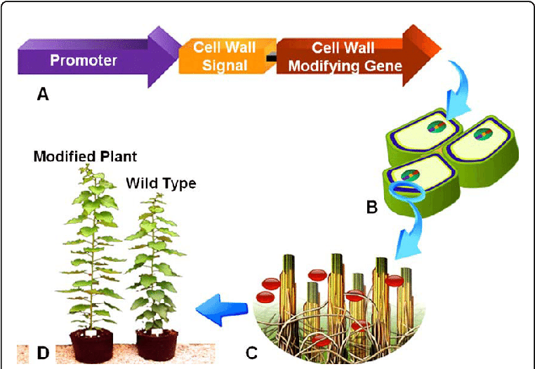 Modification Of Plant Cell - Cell Wall (769x529), Png Download