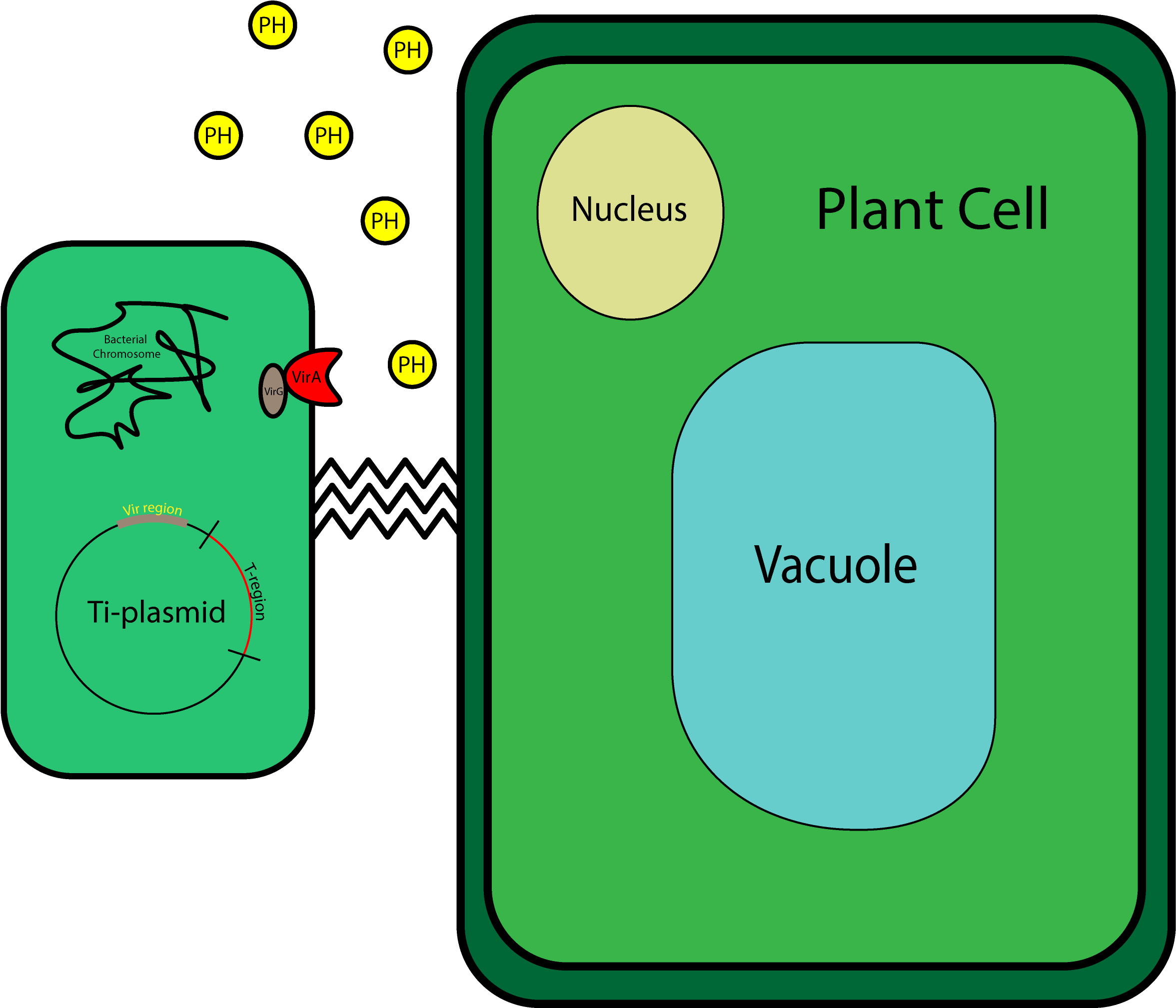 Agrobacterium Tumefaciens - Plasmid In Plant Cells (4000x2333), Png Download