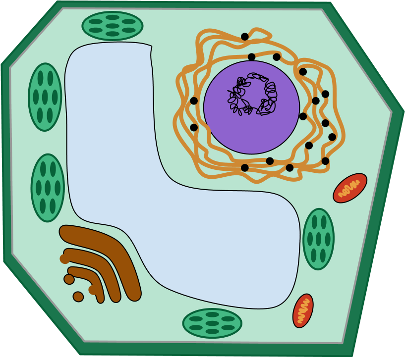 Bacteria (960x720), Png Download