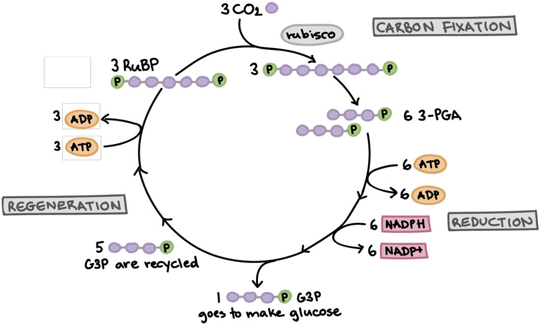 Do You Know Where This Cycle Occurs In A Plant Cell - Calvin Cycle Khan Academy (1200x663), Png Download