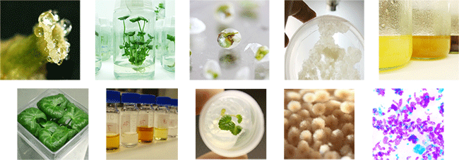 Featured Companies - Plant Cell Cultures In Bioreactors (650x227), Png Download
