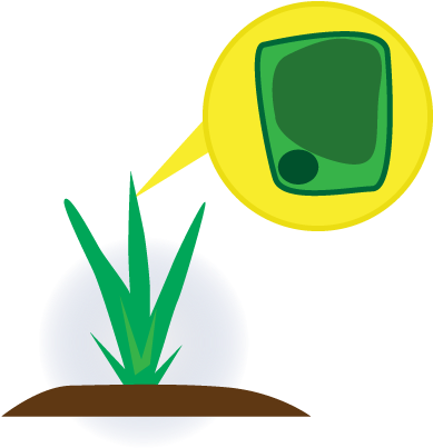 The Cell Of A Healthy Plant - Cell (453x443), Png Download