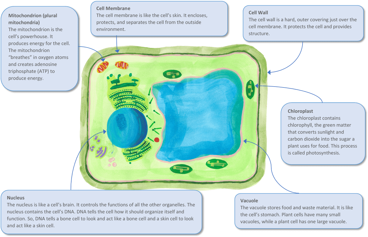 A Plant Cell And Some Of Its Key Organelles - Bone (1223x824), Png Download
