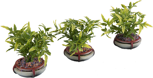 Add Ons, Futura City Tagged With - Bonsai (500x500), Png Download