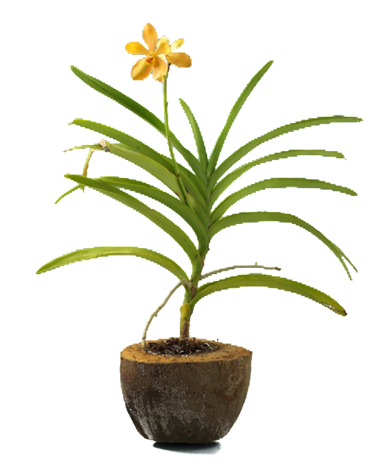 Coco Husk Pot - Green Earth (1024x683), Png Download