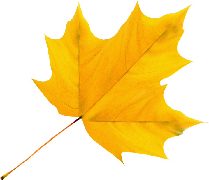 Autumn Leavesclip Artbirthdaysfall - Yellow Leaf Clipart (800x750), Png Download