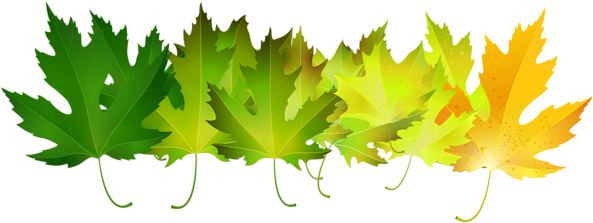 Green Autumn Leaves Transparent Clip Art Image - Autumn Leaves Green Png (600x227), Png Download