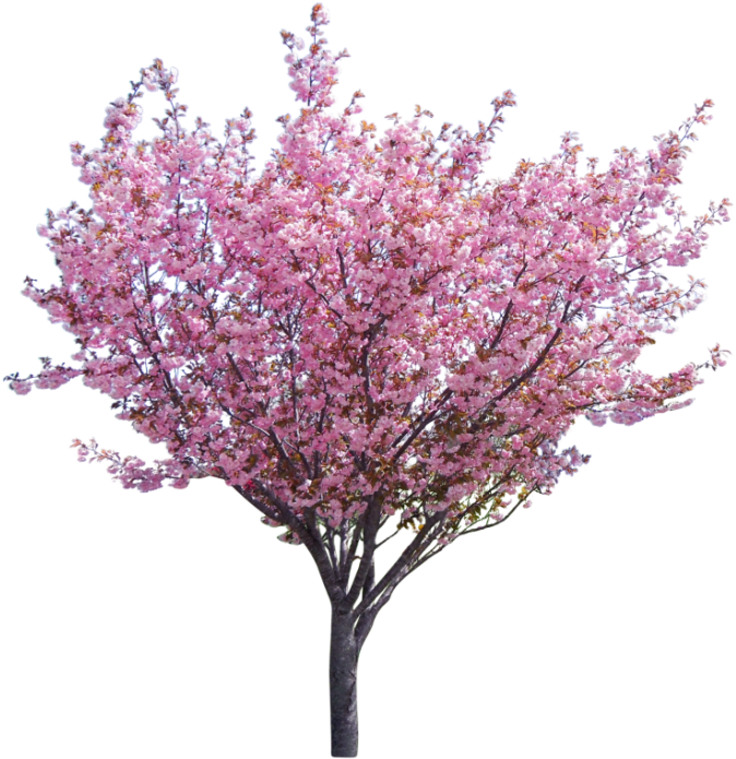 Tree Surgery & Consultancy Company Based In The North - Western Redbud Png (683x732), Png Download