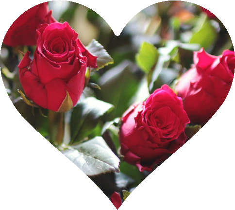 Celebrate Valentine's Day At One Of These Local Fancy - Primarosa Flowers (484x432), Png Download