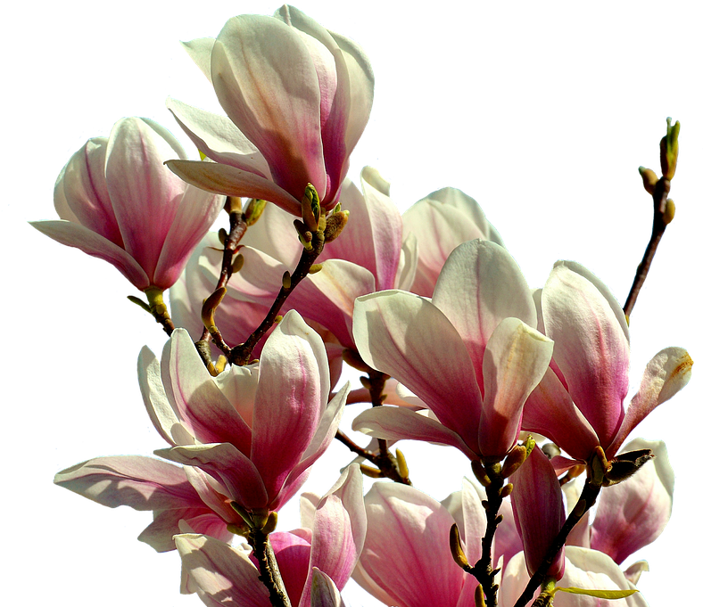 Magnolia, Tree, Flowers, Spring, Pink, Nature, Isolated - Magnolia Png (817x720), Png Download
