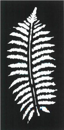 Fern Leaf - Fern Leaves Decorative Screen (500x500), Png Download