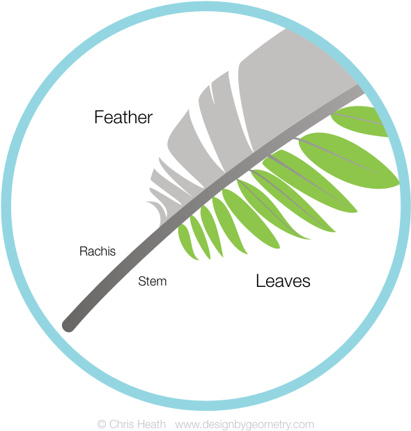 Fern Leaf And Feather (601x629), Png Download
