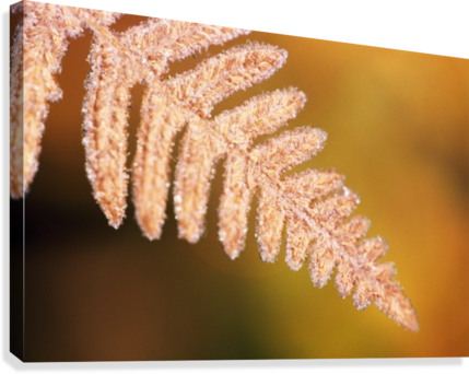 Frost On A Fern Leaf Canvas Print - Printfinders 'frost On A Fern Leaf' By Craig Tuttle (429x342), Png Download