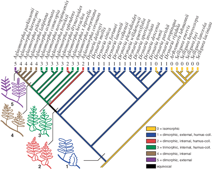 Reconstruction Of The Evolution Of Humus-collectors - Diagram (738x592), Png Download