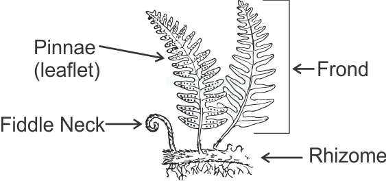 Pinnae- Smallest Subdivision Of A Fern Leaf - Biology (563x264), Png Download