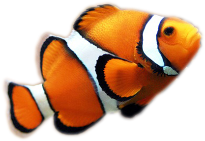 Aunque Los Corales Pueden Atrapar Plancton Y Pequeños - Clown Fish Transparent Background (580x356), Png Download