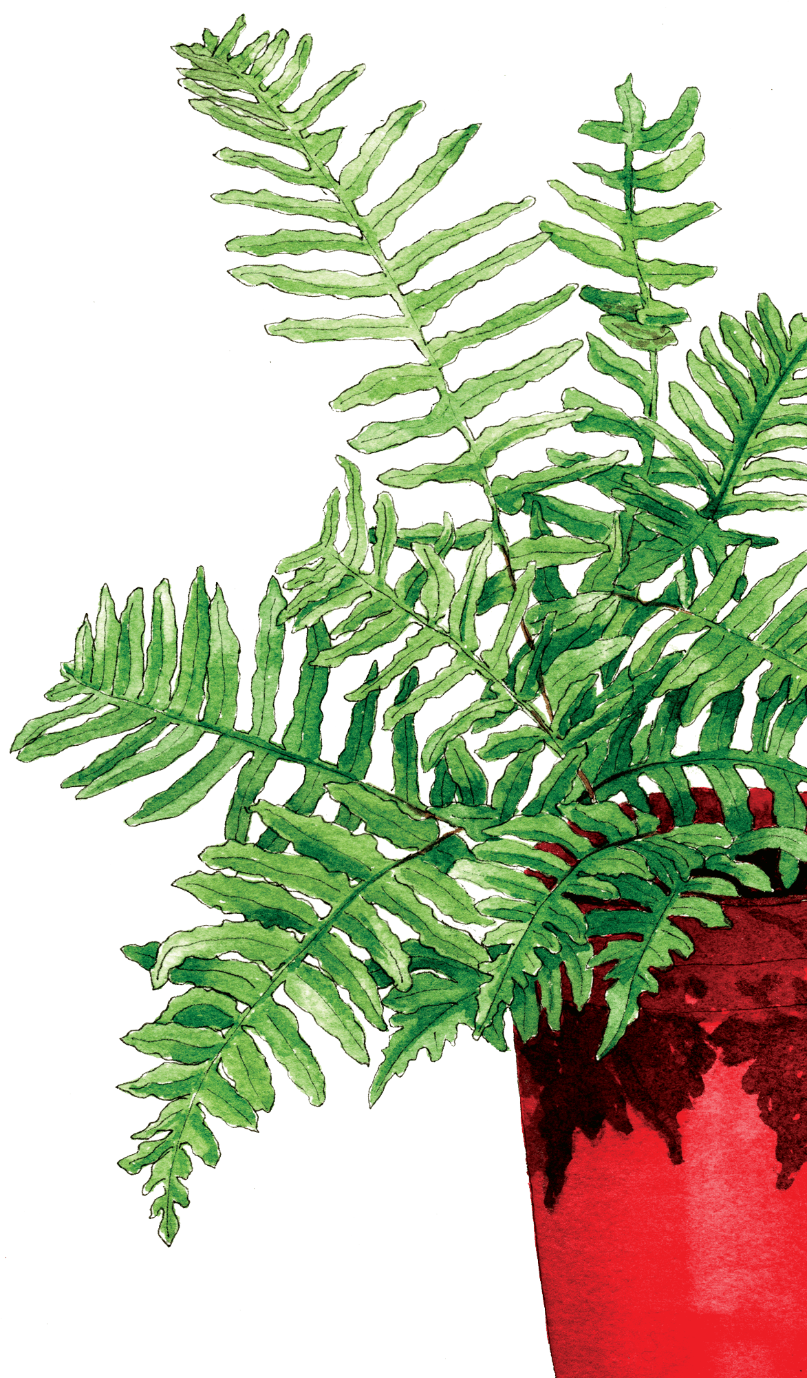 Fern In The Red Pot - Fern (604x1024), Png Download