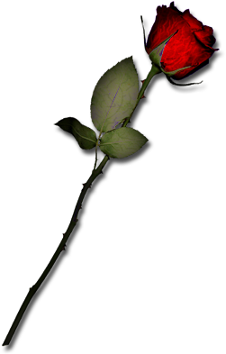 Garden Roses (300x400), Png Download