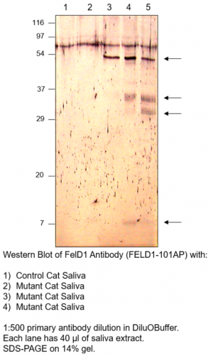 Fel D1 Major Allergen 1 Polypeptide Chain 1 Antibody - Hypoallergenic Cats (500x500), Png Download
