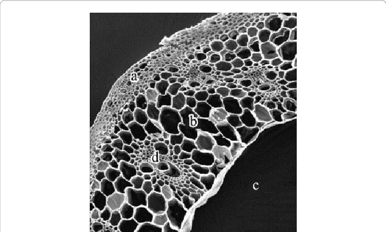 Sem Image Of A Cross Sectioned Raw Wheat Straw From - Plant Stem (761x458), Png Download