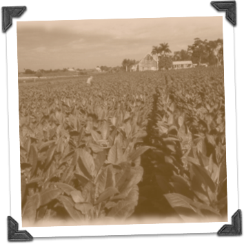 Pinar Del Rio Tobacco (354x354), Png Download