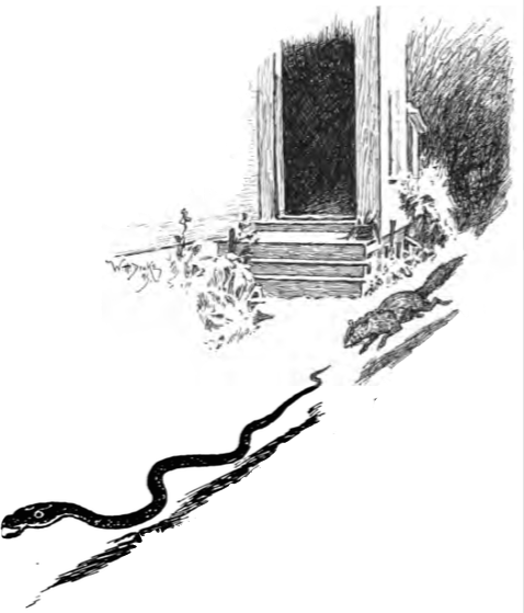 Jungle Book P230c - Rikki Tikki Tavi (478x559), Png Download