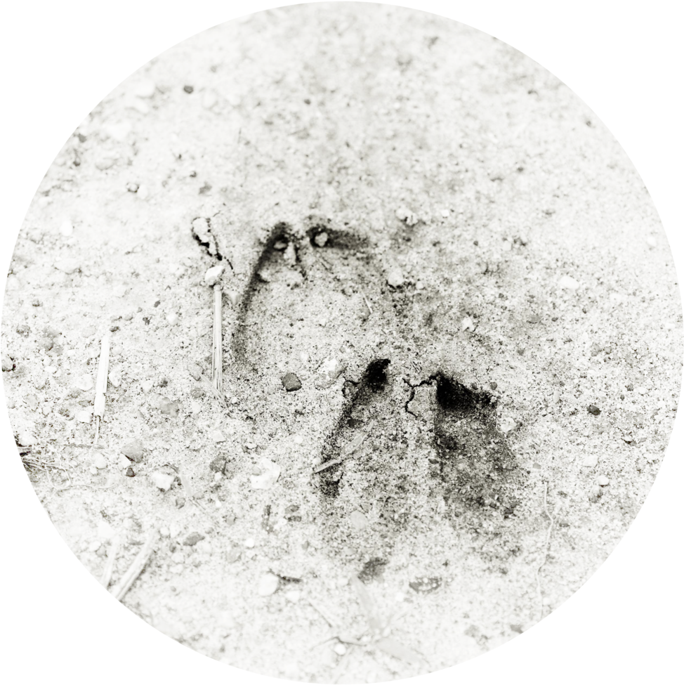 Deertracks - The Only Name (yours Will Be) (1000x1494), Png Download