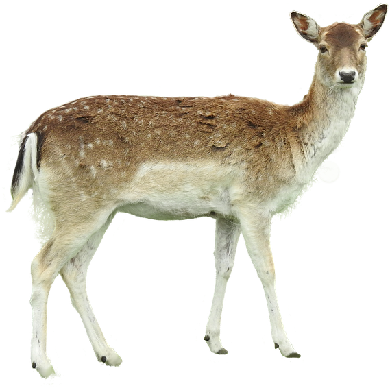 Roe Deer, Isolated, Fawn Young, Forest, Legs, Hunter - Reh Png (960x640), Png Download