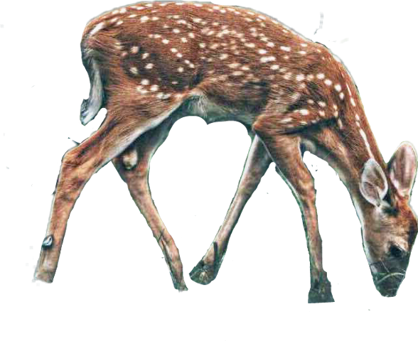 White-tailed Deer (588x480), Png Download
